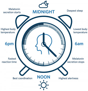Diagram of a clock showing the times of day when body temperature, alertness, reaction time and melatonin secretion are highest.